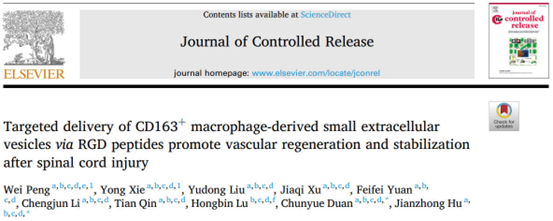 J Control Release | 中南大学湘雅医院胡建中、吕红斌课题组：靶向递送CD163+巨噬细胞来源的外泌体促进脊髓损伤后血管再生和BSCB稳定