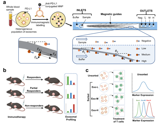 Nat Commun丨磁性激活的纳米级细胞平台用于细胞外囊泡的分型鉴定