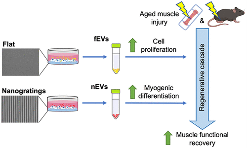 ACS Nano丨纳米形貌线索调节细胞外囊泡在治疗骨骼肌损伤中的能力