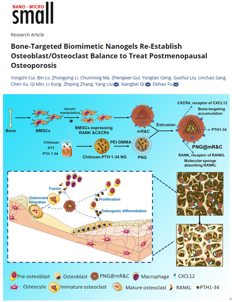 Small|上海交通大学傅德皓教授团队：骨靶向仿生纳米凝胶重建成骨/破骨细胞平衡治疗绝经后骨质疏松症