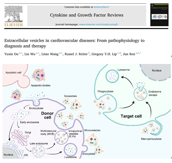 Cytokine Growth Factor Rev |复旦大学附属中山医院任骏教授团队综述：细胞外囊泡在心血管疾病中的调控作用