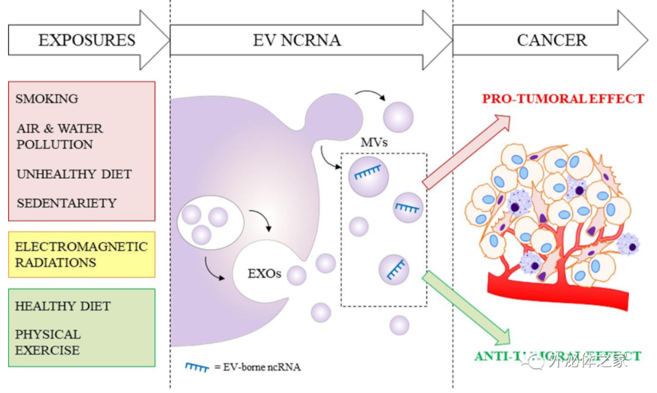 Environ Int丨环境暴露对癌症风险的影响：细胞外囊泡传递非编码RNA的新兴作用