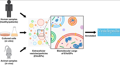 Nucleic Acids Res丨Vesiclepedia 2024——细胞外囊泡和颗粒数据库更新