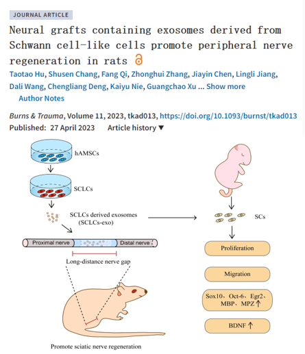 Burns & Trauma丨雪旺细胞样细胞外泌体显著促进周围神经再生