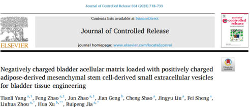 J Control Release|贾瑞鹏/周六化/徐华：脂肪间充质干细胞来源的小型细胞外囊泡用于膀胱组织工程