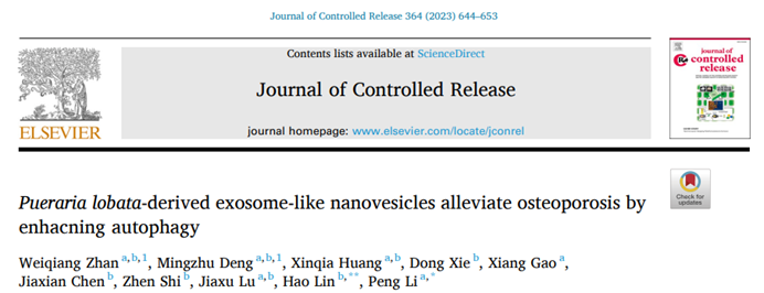 J Control Release|广东医科大学附属医院李鹏/林颢：葛根来源的类外泌体样纳米囊泡通过增强自噬缓解骨质疏松