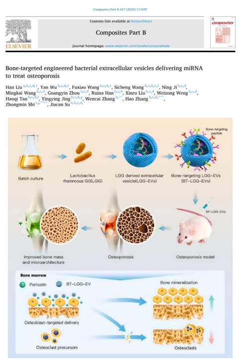COMPOS PART B-ENG | 苏佳灿/施忠民/张浩/张文财：骨靶向工程化益生菌外囊泡递送miRNA改善骨质疏松症