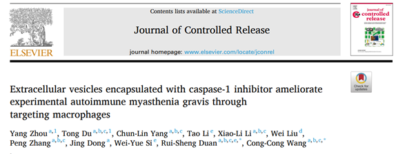 J Control Release | 山东第一医科大学第一附属医院段瑞生团队：树突状细胞来源的细胞外囊泡治疗重症肌无力新策略