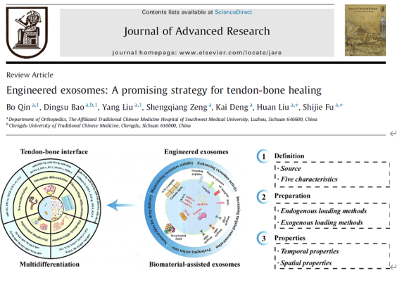 <综述> Journal of Advanced Research∣西南医科大学扶世杰团队评述工程化外泌体在腱骨愈合领域的应用