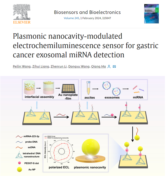 Biosens Bioelectron |吉林大学马强：基于等离子体纳米腔调制的电化学发光传感器对腹水外泌体miRNA的检测研究