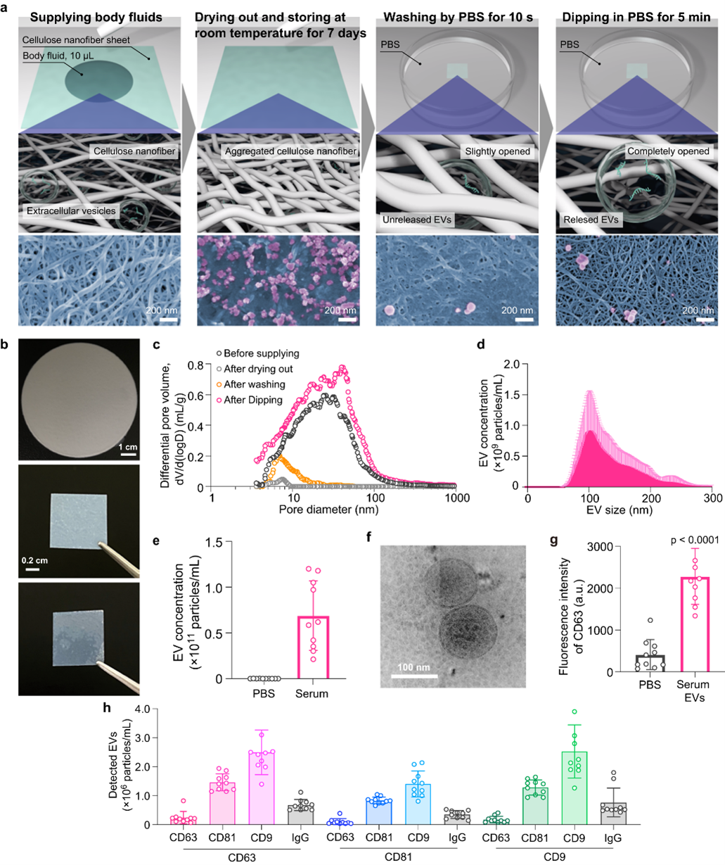 Nat Commun丨纤维素纳米纤维纸用于空间外泌体分析
