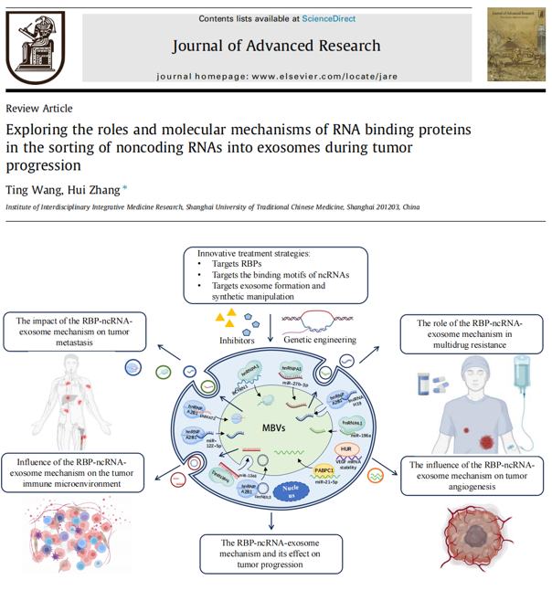 <综述> J Adv Res | 上海中医药大学张辉：肿瘤进展过程中RNA结合蛋白在非编码RNA分选到外泌体中的作用和分子机制