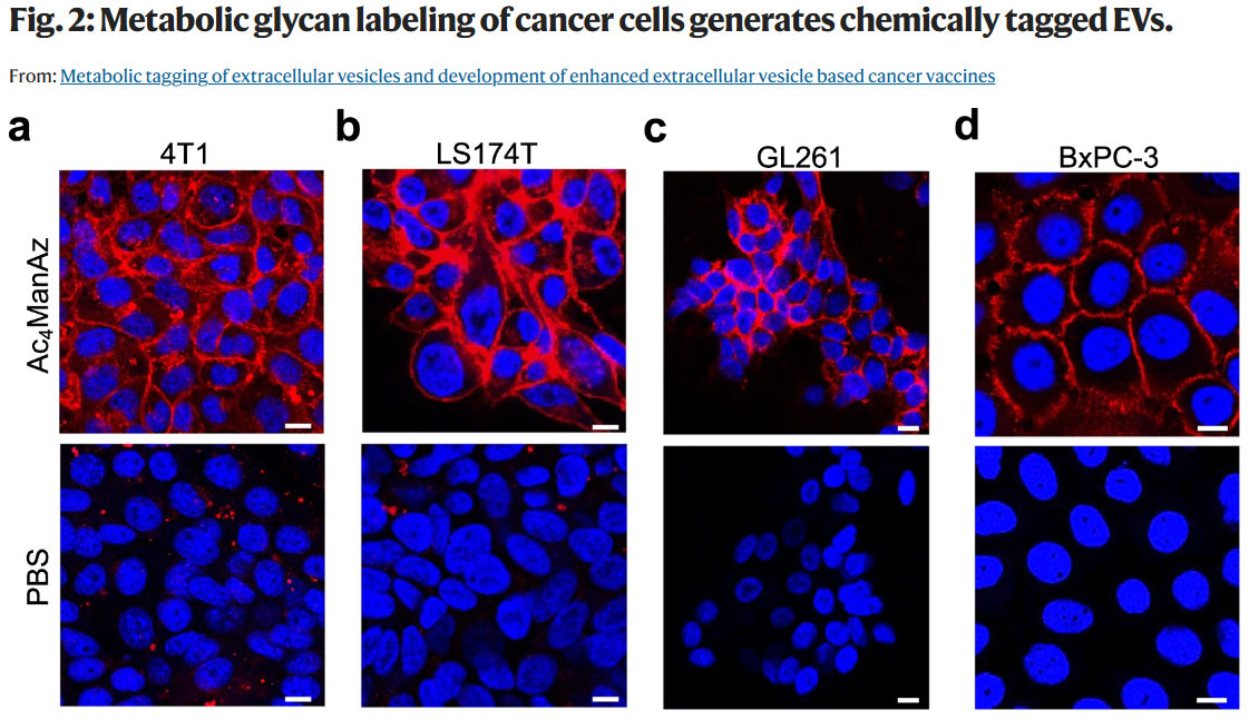Nat Commun丨代谢标记细胞外囊泡用于肿瘤疫苗的效果提升