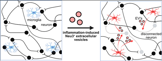 ACS Cent Sci丨小胶质细胞分泌细胞外囊泡相介导非接触性神经元网络重塑