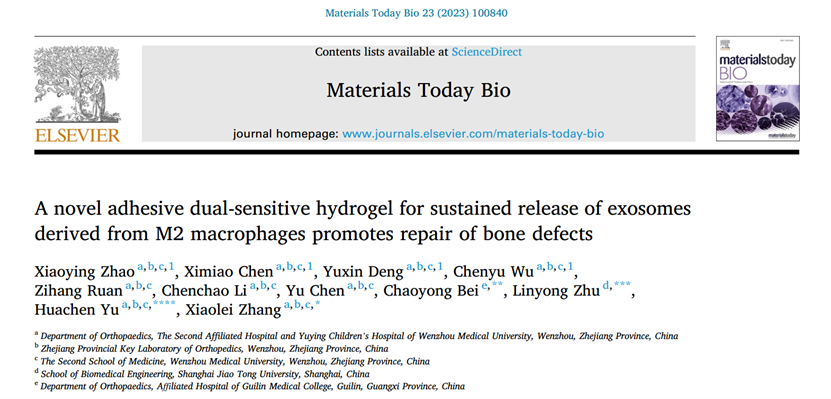 Materials Today Bio|温州医科大附二医张小磊：新型组织粘附性双敏水凝胶释放 M2 巨噬细胞外泌体促进骨缺损修复