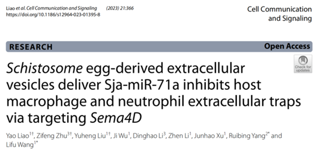 Cell Commun Signal｜广州医科大学王立富：日本血吸虫虫卵细胞外囊泡抑制宿主的METs和NETs形成实现免疫逃逸