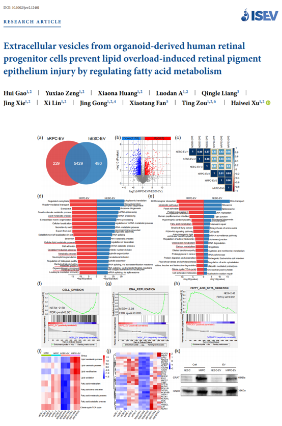 JEV | 下一代再生医学药物:类器官来源人视网膜祖细胞外囊泡治疗视网膜变性