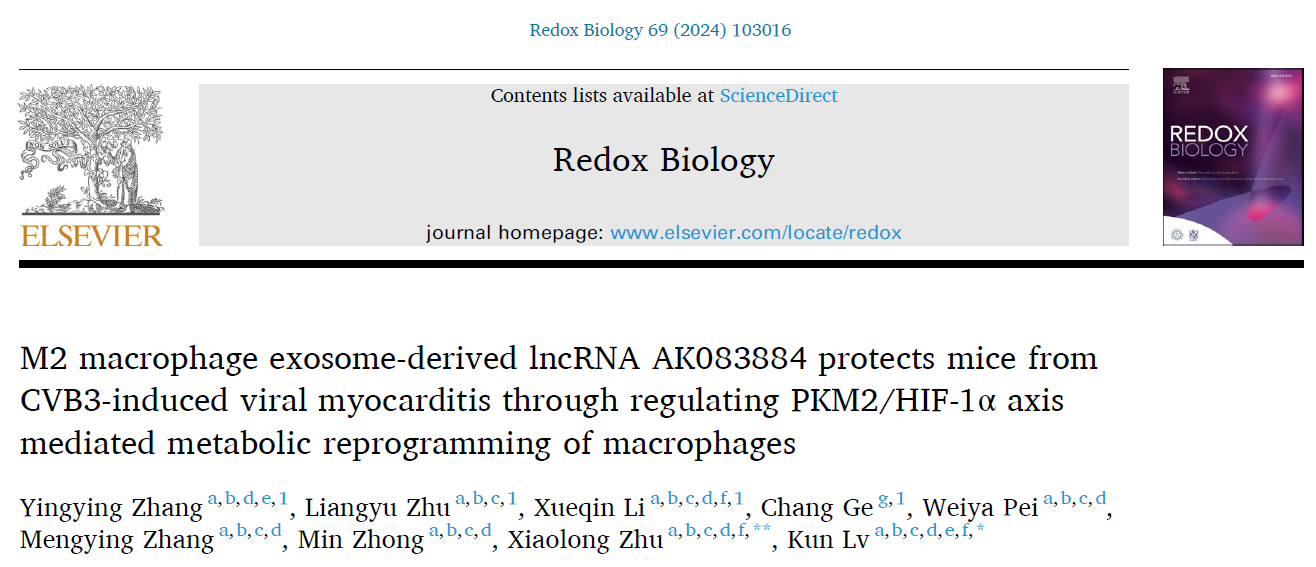 Redox Biology | 皖南医学院吕坤团队揭示M2巨噬细胞外泌体在病毒性心肌炎中的保护作用机制