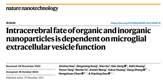 【Nat Nanotechnol】上海交大高小玲团队：小胶质细胞EVs参与有机和无机纳米颗粒的脑内清除
