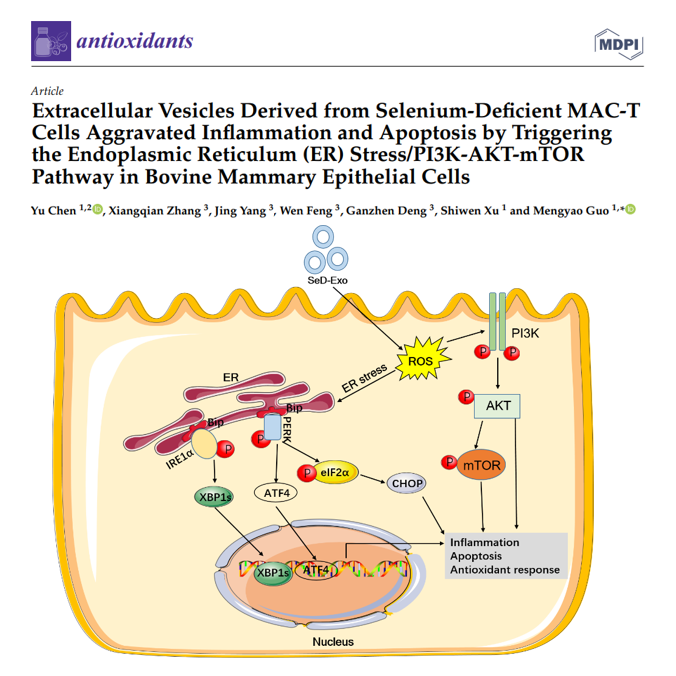 Antioxidants | 来源于缺硒MAC-T细胞的胞外囊泡通过触发内质网(ER)应激/PI3K-AKT-mTOR途径促进奶牛乳腺上皮细胞的炎症和凋亡