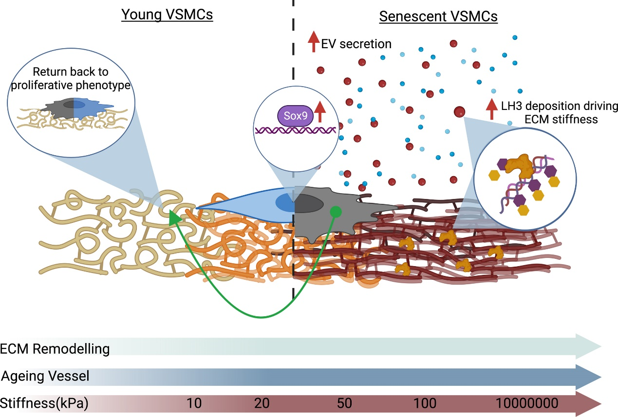 Circ Res丨Sox9调控囊泡分泌和细胞外基质刚度促进血管老化