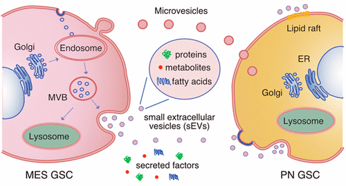 ACS Nano丨小胶质母细胞瘤干细胞释放细胞外囊泡的蛋白质组学、代谢组学和脂肪酸分析