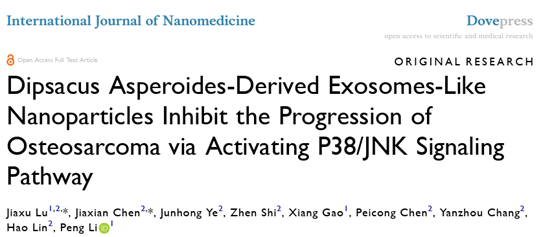 Int J Nanomedicine|广东医科大学附属医院李鹏/林颢：DAELNs通过激活P38/JNK信号通路抑制骨肉瘤的进展