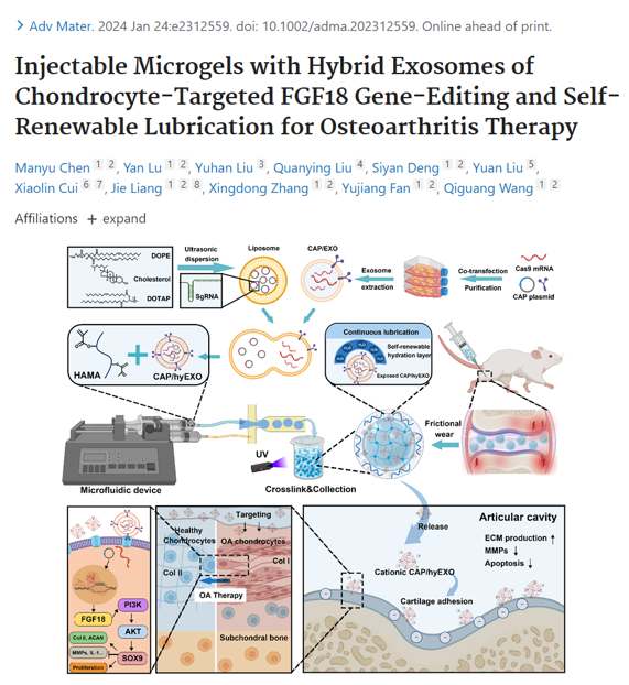 Adv. Mater|四川大学王启光/樊渝江：靶向软骨细胞的可注射在体FGF18基因编辑和自润滑杂化外泌体微凝胶用于骨关节炎治疗
