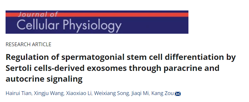 J Cell Physiol |南京农业大学动物科技学院邹康教授团队：支持细胞起源外泌体通过旁分泌和自分泌信号调节精原干细胞分化