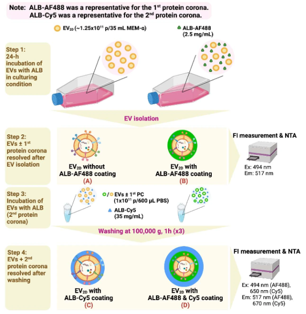 Nat Nanotechnol丨细胞外囊泡的细胞摄取和体内分布依赖于蛋白冠的形成