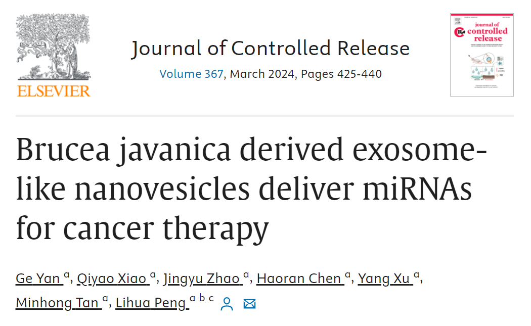 J Control Release丨浙江大学药学院彭丽华团队：中药鸦胆子衍生的外泌体样纳米囊泡递送miRNAs用于癌症治疗