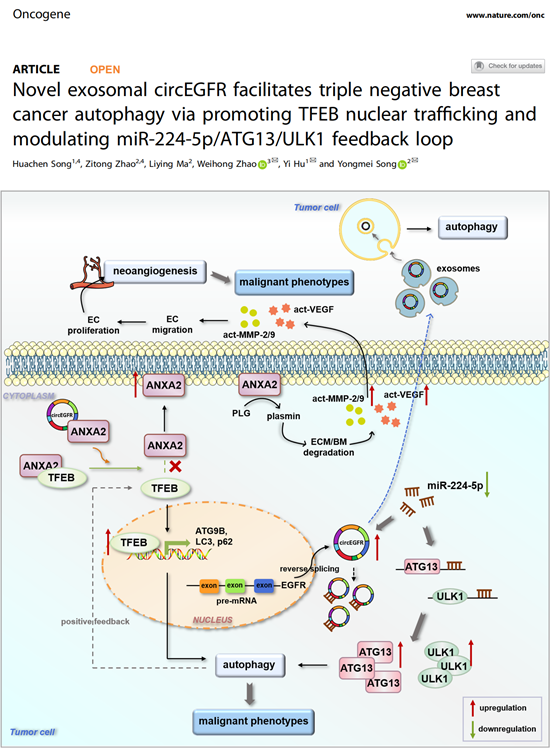 Oncogene |新型外泌体来源circEGFR通过促进TFEB核转位以及调节miR-224-5p反馈环路促进三阴性乳腺癌自噬