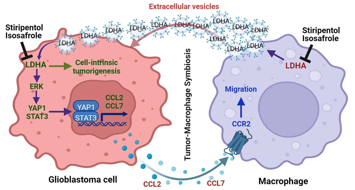 Nat Commun丨乳酸脱氢酶通过细胞外囊泡途径调控肿瘤-巨噬细胞共生和胶质母细胞瘤发展
