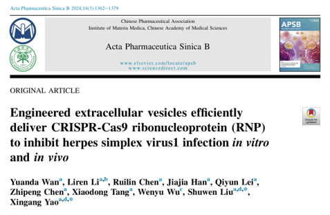 Acta Pharm Sin B|姚新刚/刘叔文：Fc/SpA介导的工程化外泌体促进spCas9-RNP包装及抗HSV1病毒感染