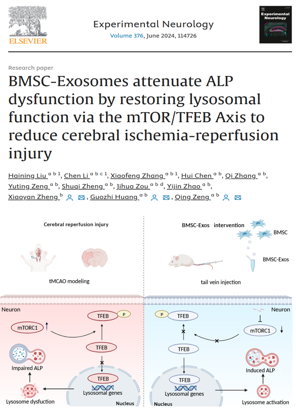 Exp Neurol | 南方医科大学珠江医院：BMSC外泌体恢复溶酶体功能减轻脑缺血再灌注损伤，从而减轻ALP功能障碍