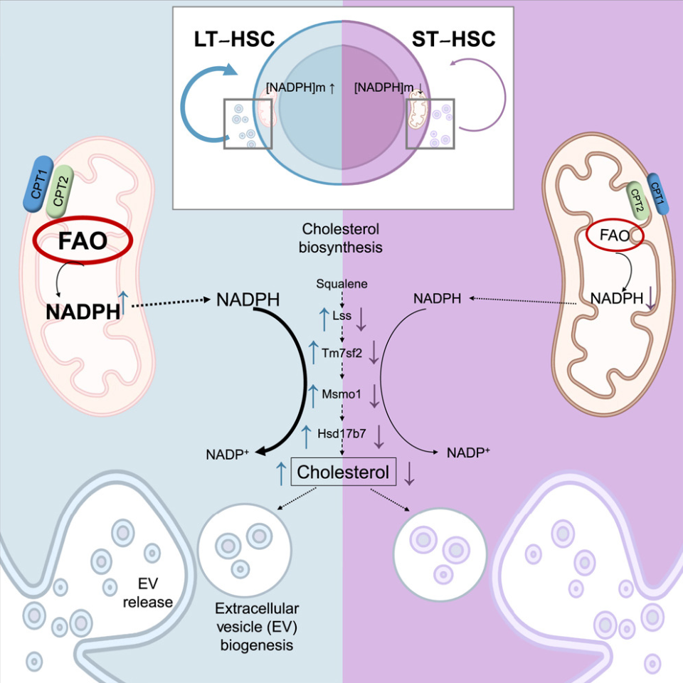 Cell Stem Cell丨线粒体NADPH-胆固醇轴调控细胞外囊泡生成并决定造血干细胞命运