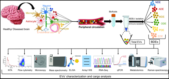 Pharmacol Rev丨细胞外囊泡作为神经系统疾病的液体活检工具，是机遇是挑战？