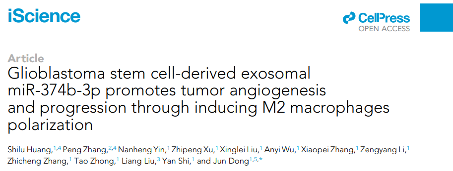 iScience︱苏州大学董军团队发现胶质瘤干细胞调控血管生成新机制