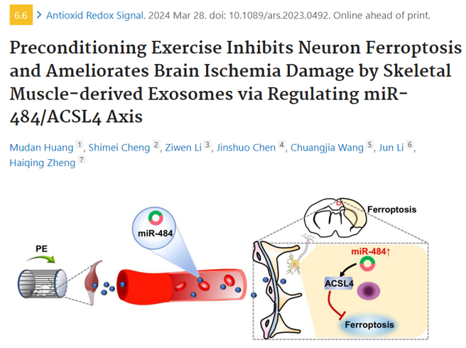 Antioxid Redox Signal｜中山大学附属第三医院： 预运动训练可通过骨骼肌外泌体减轻神经元脱铁和改善脑缺血损伤