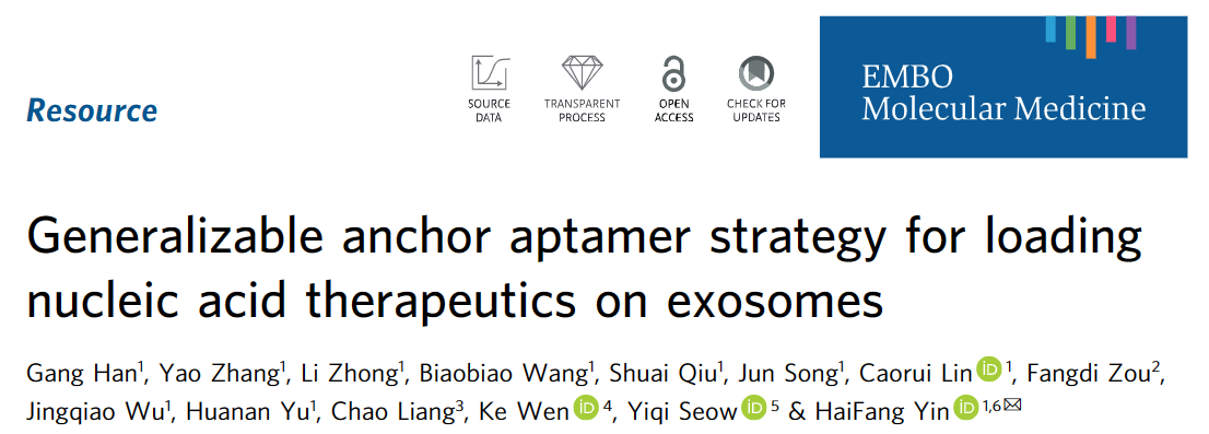 EMBO Molecular Medicine | 天津医科大学尹海芳教授课题组：外泌体锚定适配子介导核酸药物装载及应用研究