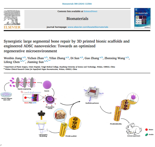 Biomaterials|华中科技大学孙家明/陈雳风：3D打印仿生支架与工程化 ADSC 纳米颗粒协同修复大段骨：优化再生微环境