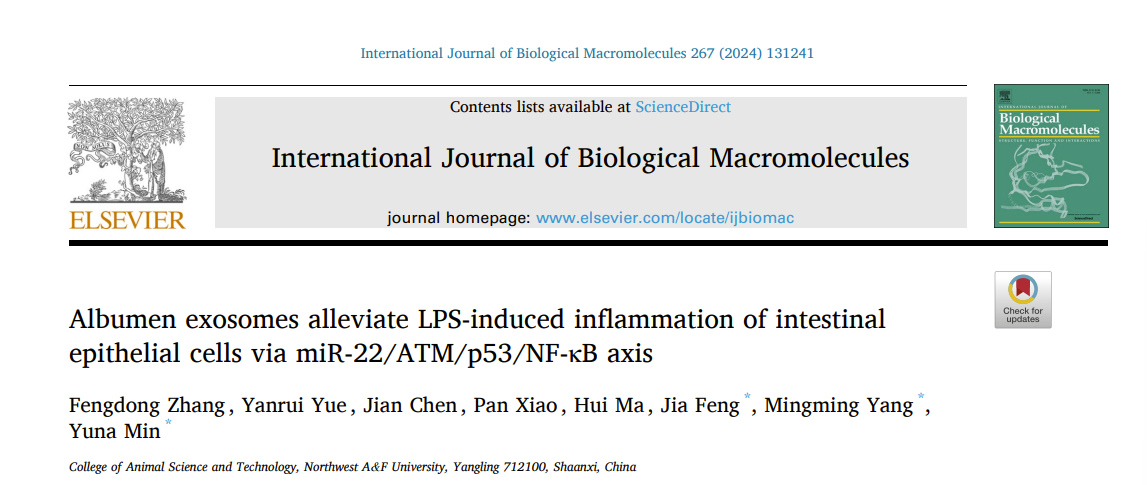 INT J BIOL MACROMOL ▏西北农林科技大学闵育娜教授团队揭示蛋清外泌体缓解肠上皮细胞炎症损伤的新机制
