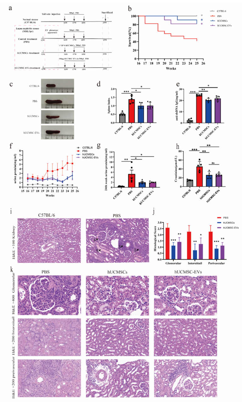 Stem cell Res Ther｜中南大学湘雅二医院文川教授团队：MSC-EVs通过调节T/B细胞应答减轻狼疮肾炎