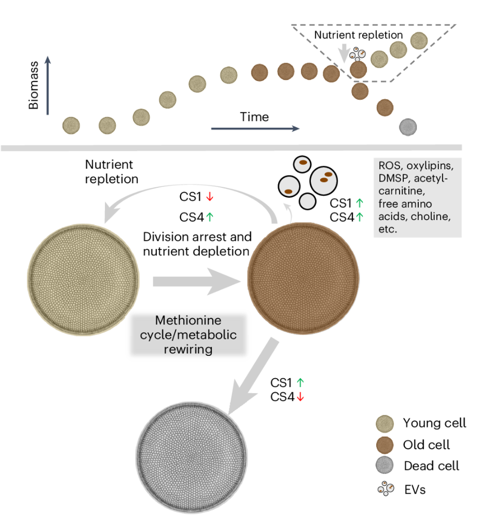 Nat Microbiol丨细菌通过诱导细胞外囊泡的产生来调节微藻的衰老生理学