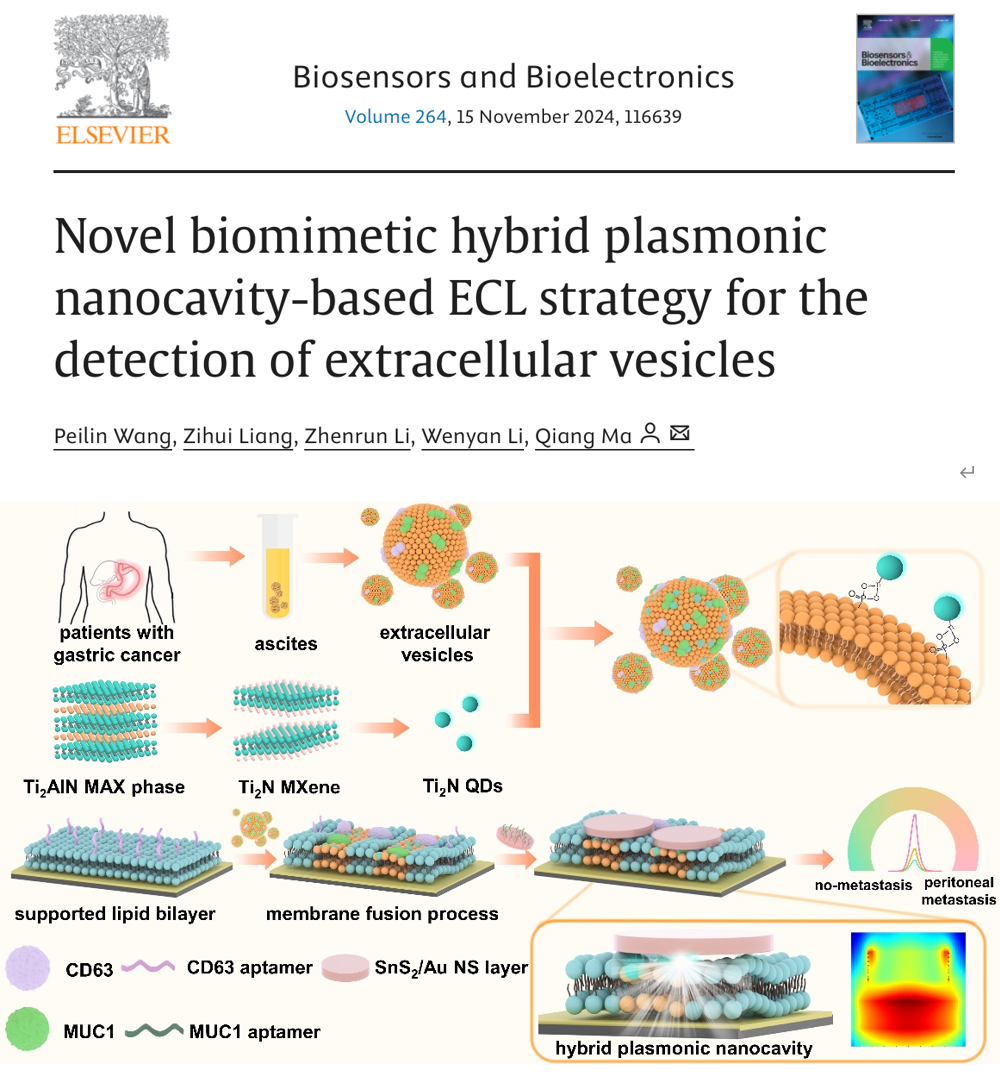 Biosens Bioelectron |吉林大学马强团队：基于新型仿生杂化等离子体纳米腔的电化学发光策略对细胞外囊泡的检测研究