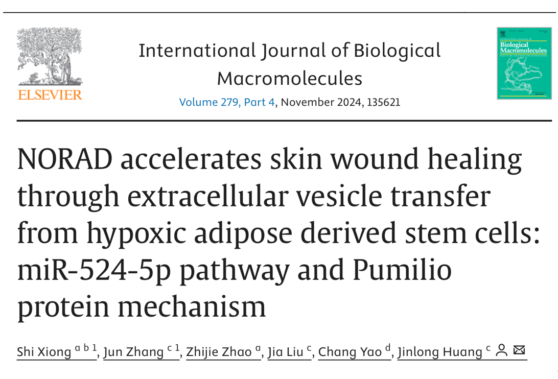 Int J Biol Macromol｜南京中医药大学附属医院黄金龙：NORAD通过缺氧脂肪干细胞胞外囊泡转移加速皮肤伤口愈合