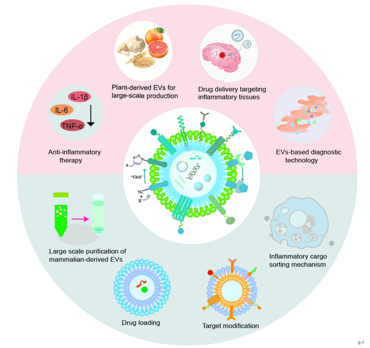 Journal of Nanobiotechnology|深圳市第二人民医院骨科研究团队报道炎症性疾病中细胞外囊泡的双面性