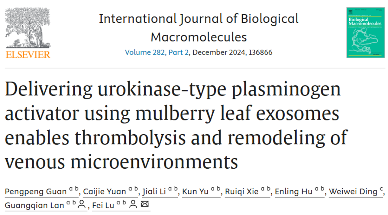 Int J Biol Macromol｜西南大学陆飞副教授团队：利用桑叶外泌体递送尿激酶型纤溶酶原激活剂能够溶栓和重塑静脉微环境