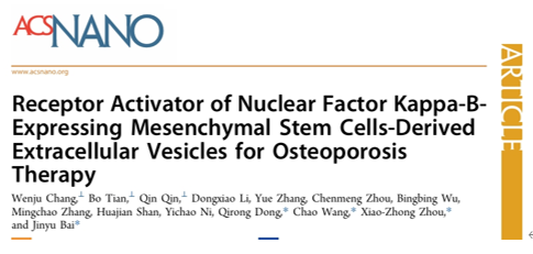 ACS Nano｜苏州大学白进玉/周晓中/汪超、董启榕：表达核因子κB受体激活因子的间充质干细胞来源的细胞外囊泡治疗骨质疏松症