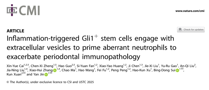 Cell Mol Immunol｜空军军医大学金岩/轩昆/隋秉东团队：炎性Gli1+细胞释放细胞外囊泡加重牙周炎免疫病理进程